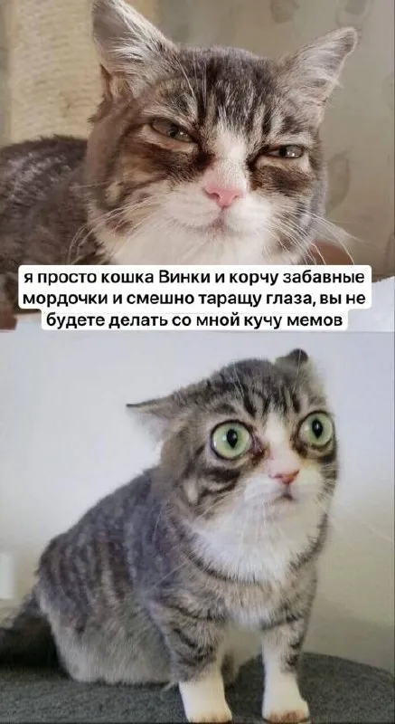 Кошка Винки и куча мемов