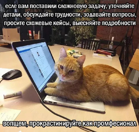 Кот профессионально прокрастинирует