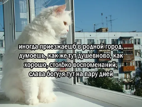 Приехал в родной город