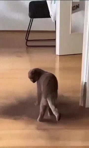 Коты ведут себя странно