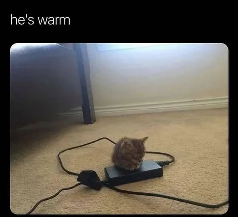 He’s Warm Cat