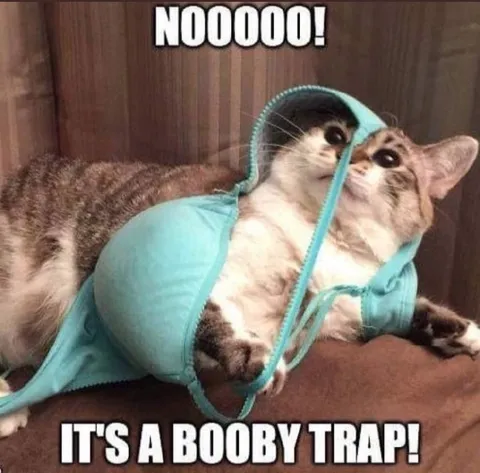 Booby Trap Cat