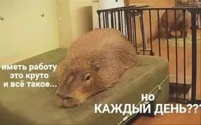 Работа каждый день