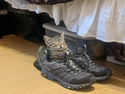Котёнок в больших ботинках