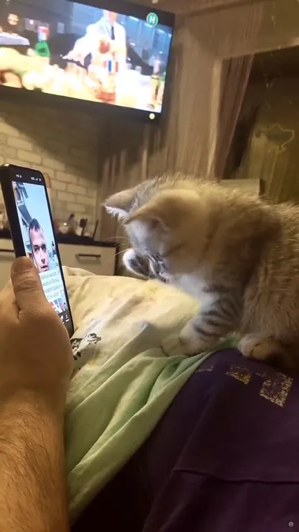 Кот переключает видео