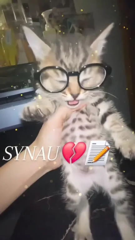 Кот в очках пишет заявление