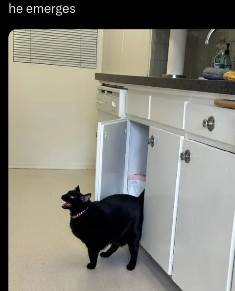 He Emerges From the Cabinet