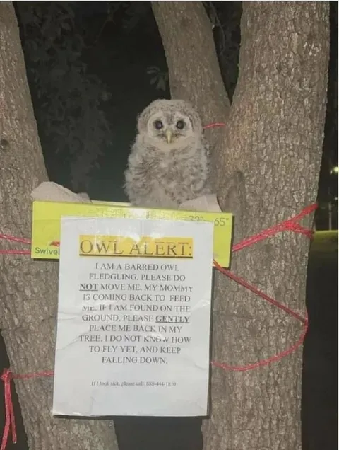 Owl Alert Falling Down