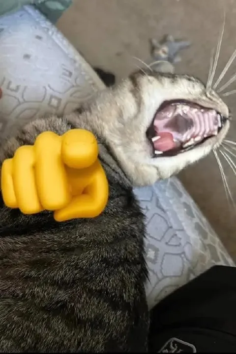 Кот кричит от ужаса