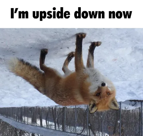 I’m Upside Down Now Fox