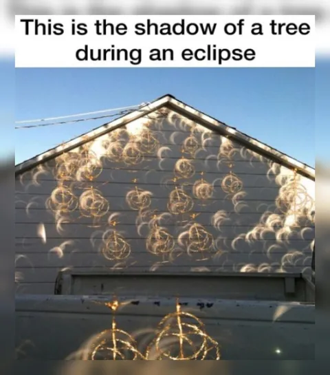 Tree Shadow During Eclipse