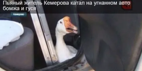 Пьяный житель Кемерова и гусь
