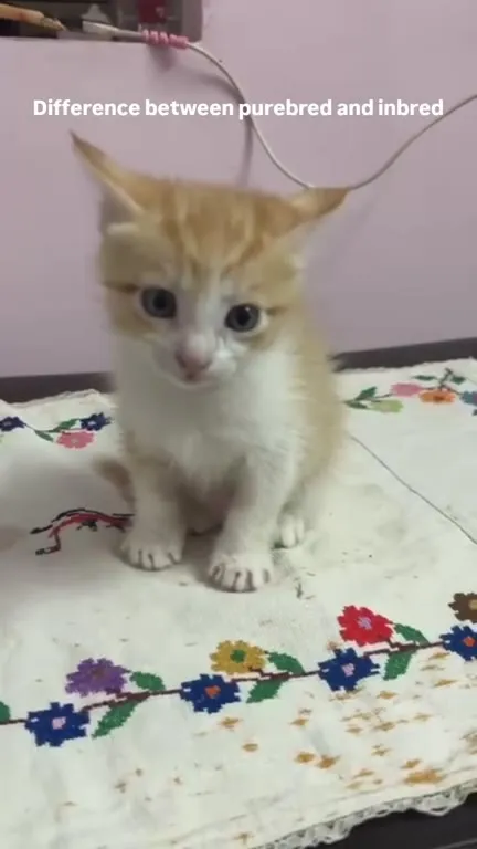 Purebred vs Inbred Cat