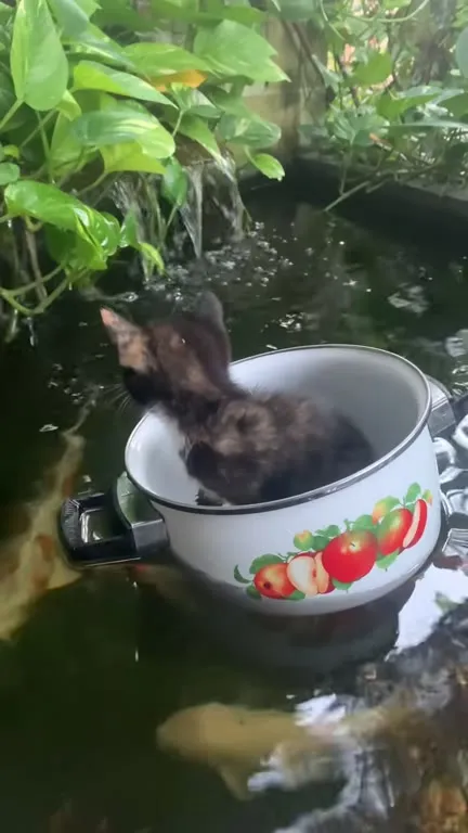 Котёнок в уплывающей кастрюле