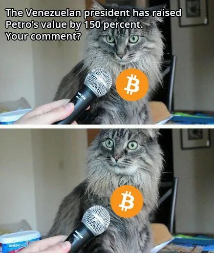 Bitcoin Cat Has No Comment