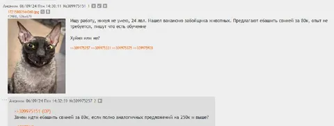 Забойщик свиней за 250к