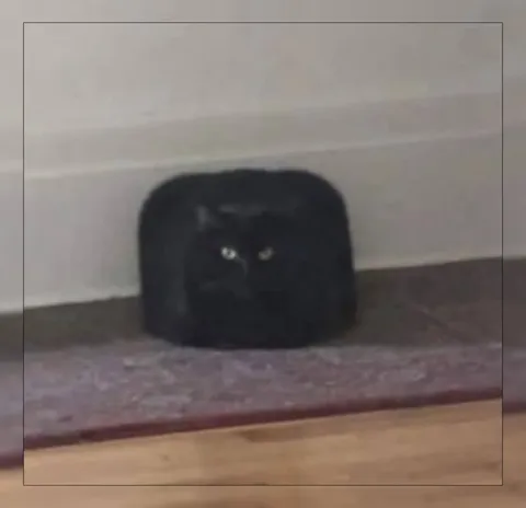 Кот прячется в темноте