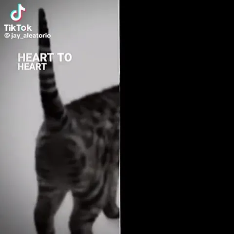 Cat Heart to Heart
