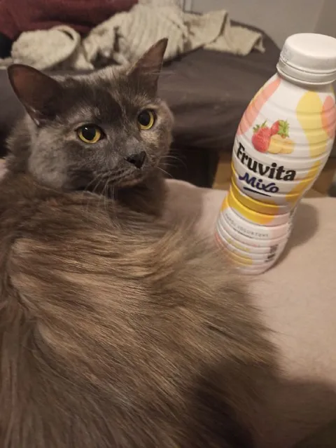 Cat Beside Eruvita Milk