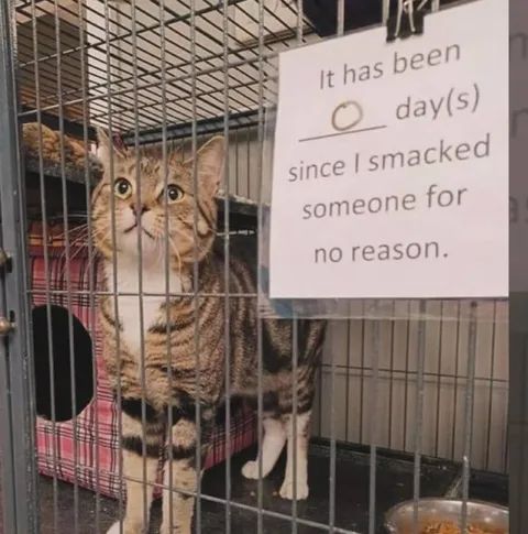 Cat Smacked Someone for No Reason