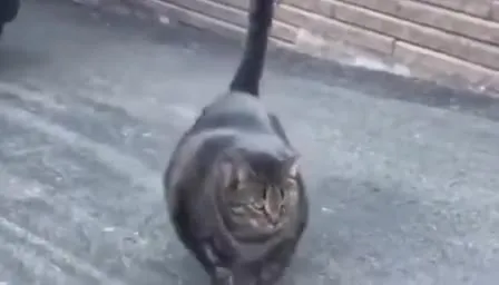 Коты живут на своей волне