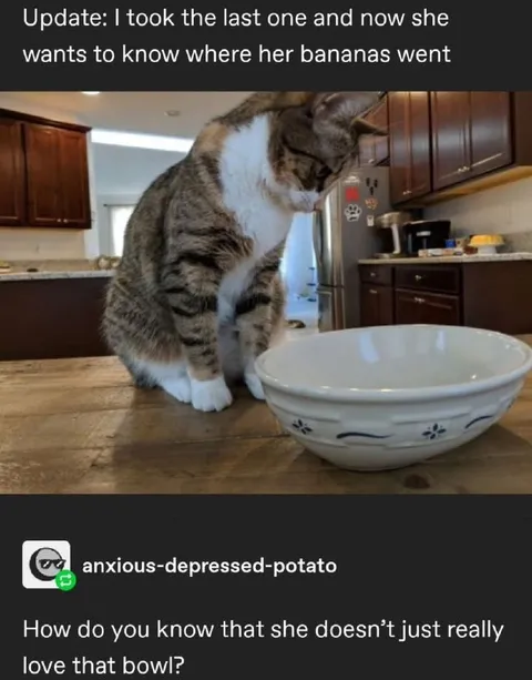 Cat Explains the Missing Bananas