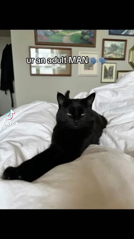 Cats Pretending to Be Eagles