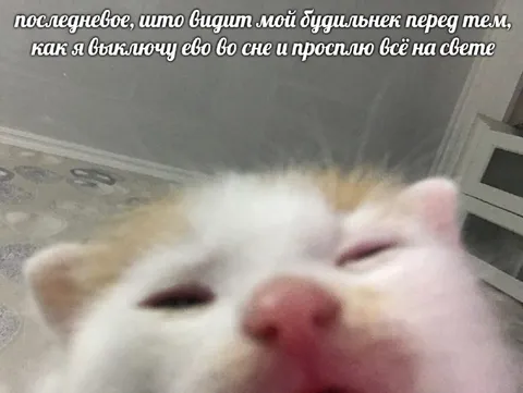 Кот выключает будильник во сне