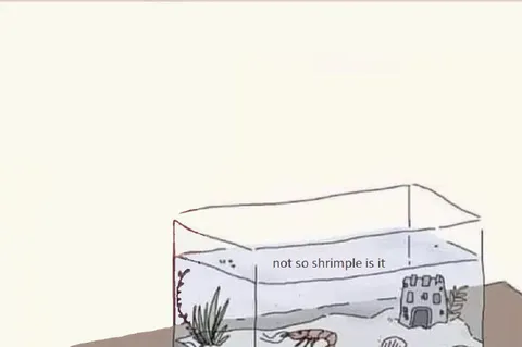 Not So Shrimple Is It