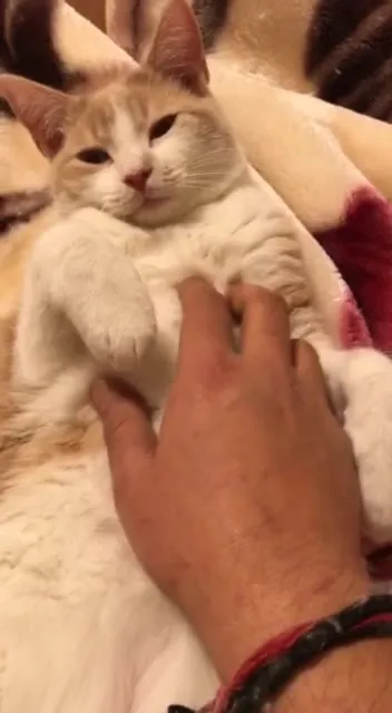 Кот наслаждается поглаживаниями