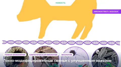 Генно-модифицированные свиньи с улучшенным навозом