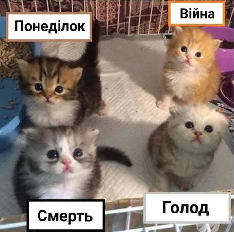 Кошенята та життєві проблеми