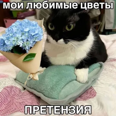 Кот с претензией на цветы