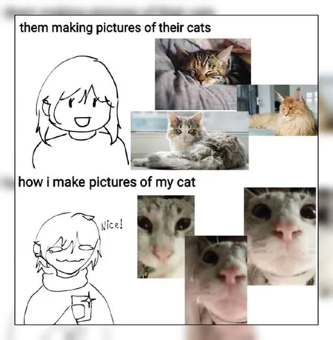 How I Make Pictures of My Cat
