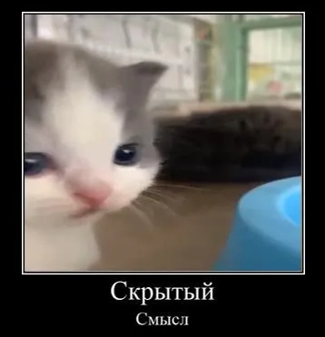 Котёнок ищет скрытый смысл