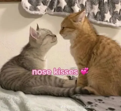 Nose Kisses Between Cats