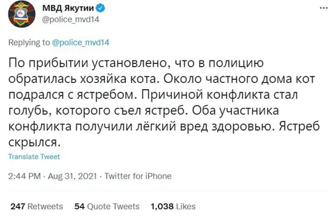 Кот подрался с ястребом из-за голубя