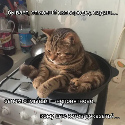 Кот в чистой сковородке
