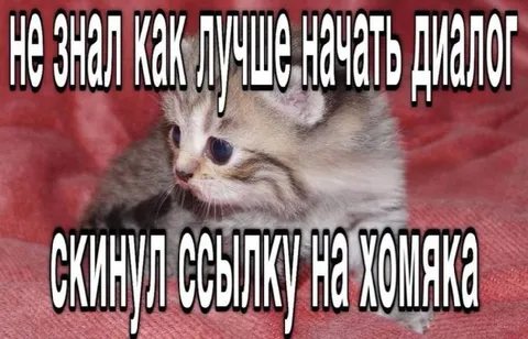 Котёнок и ссылка на хомяка
