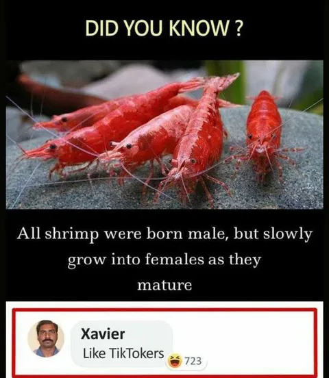 Shrimp Change Gender Like TikTokers