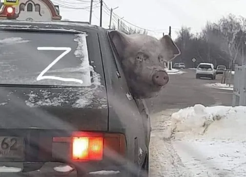Свинья с буквой Z
