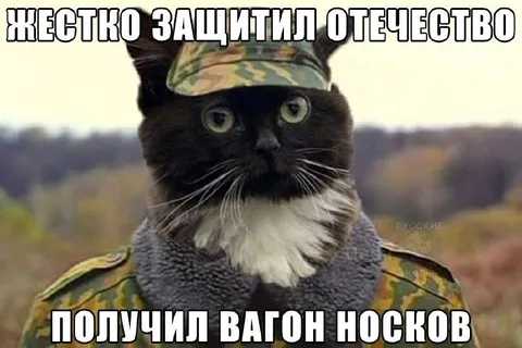 Кот получил вагон носков