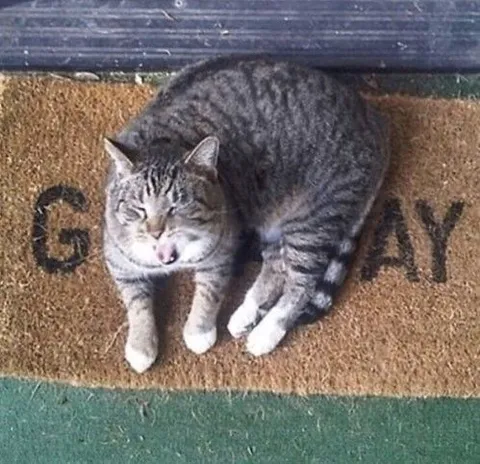 Cat Refuses to Go Away