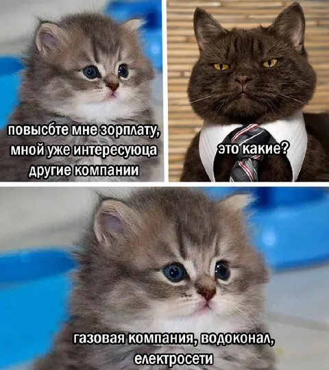 Котёнок ищет другую компанию