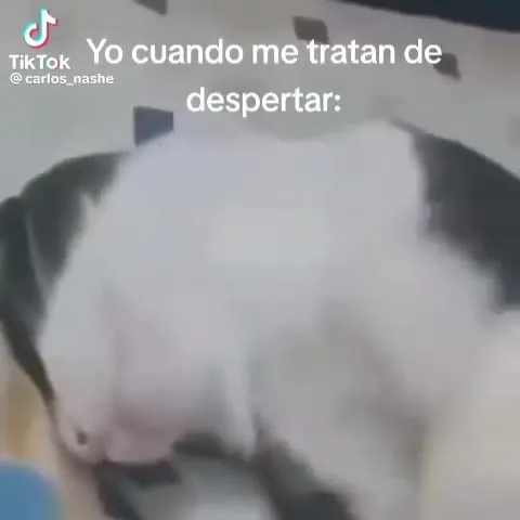 Yo cuando me tratan de despertar