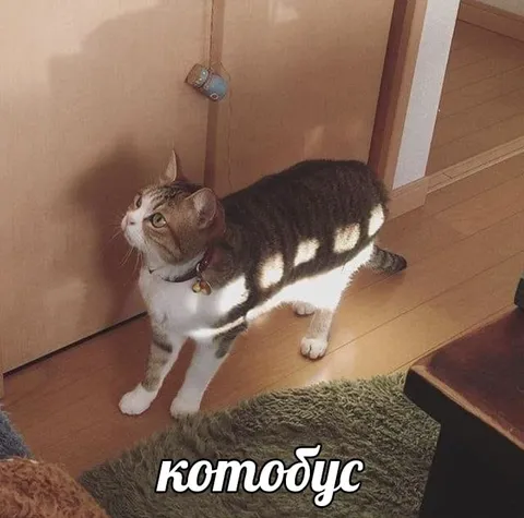 Котобус на остановке