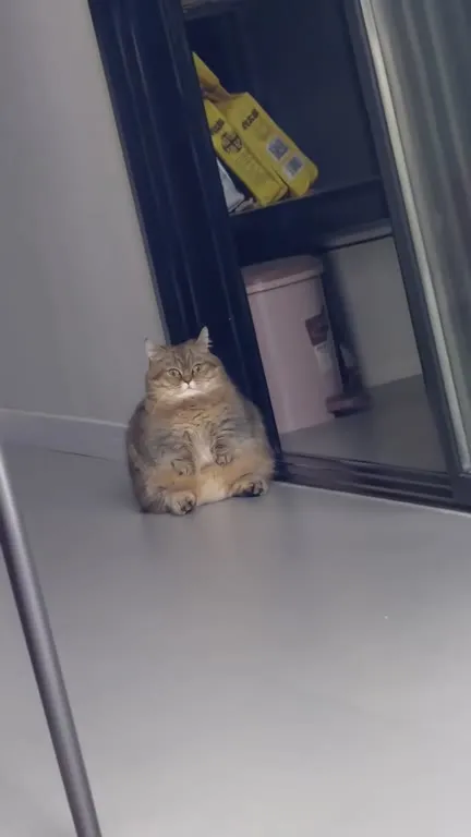 Кот в режиме ожидания