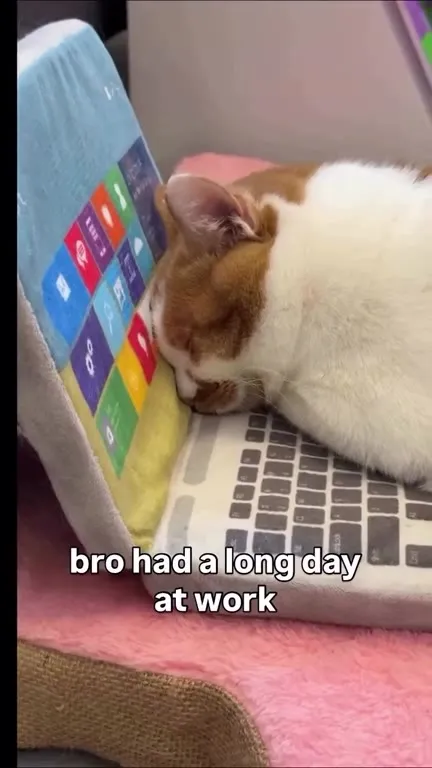 Cat Had a Long Day at Work