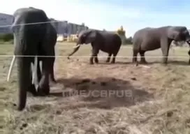 Слон в контактном зоопарке