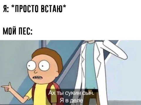 Просто встаю — мой пёс в деле